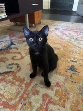 Kitten Carlita