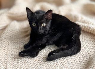 Photo 2 of KITTEN CARLITA