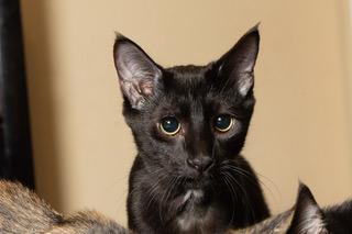 Kitten Tucker