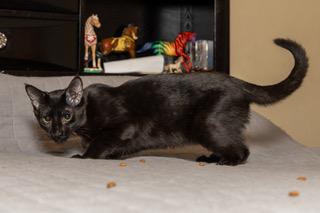 KITTEN TUCKER, photo 2