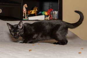 Kitten Tucker, photo 2