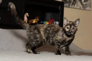 Kitten Stella - Tortoiseshell
