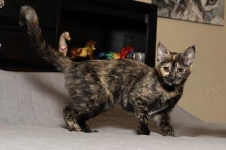Kitten Stella