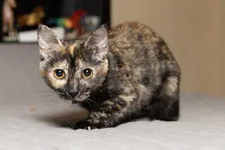 Kitten Stella image 2