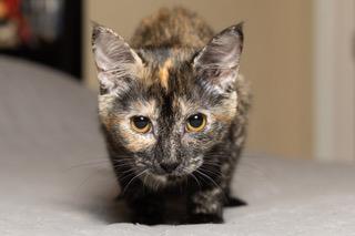 Photo 3 of KITTEN STELLA