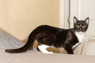 Kitten Lord Sock