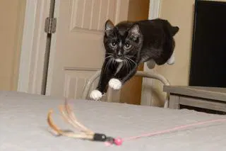 Kitten Lord Sock image 2
