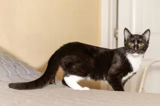 Kitten Lord Sock image 3