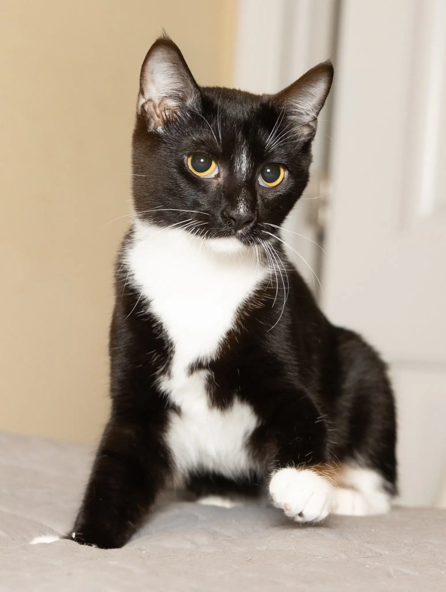 Kitten Lord Sock - Tuxedo