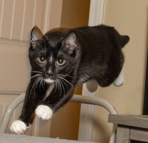 Photo 2 of KITTEN LORD SOCK