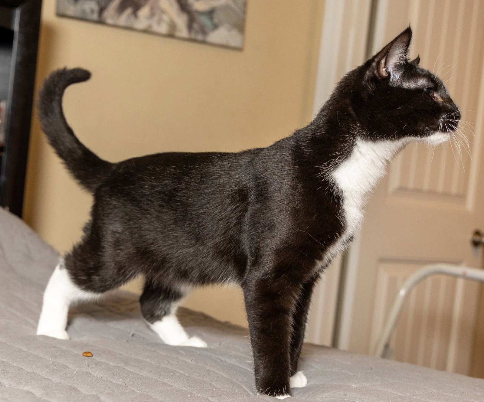 KITTEN LORD SOCK, photo 4