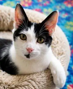 Kitten Petey - Domestic Short Hair