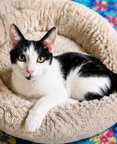 Kitten Petey image 2