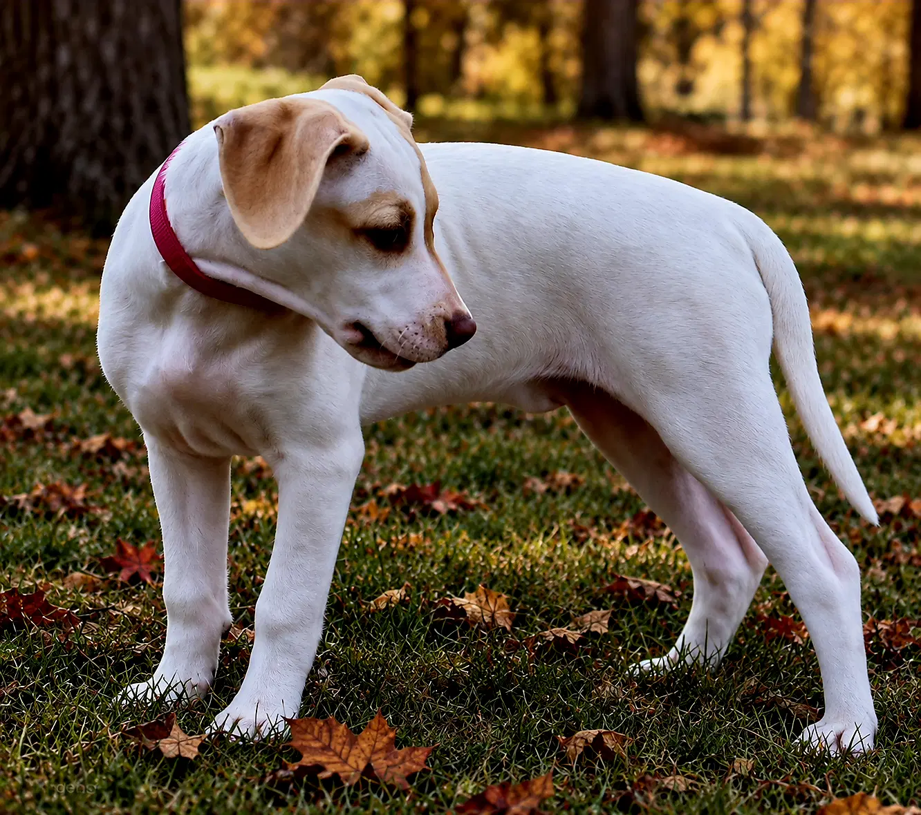 Puppy Lainey Wilson image 3