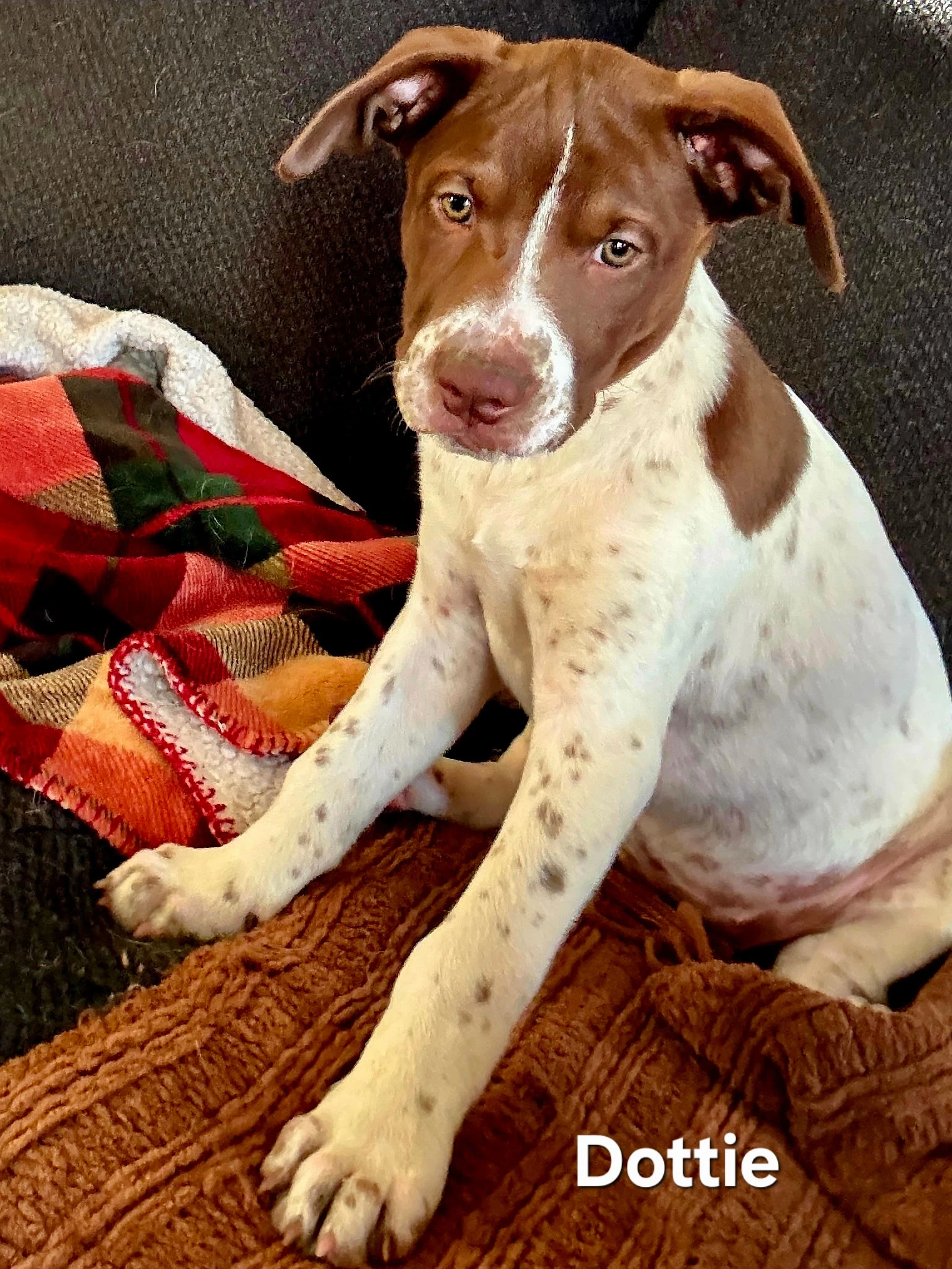 Puppy Dottie