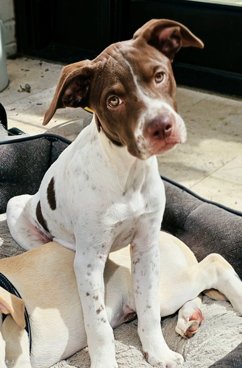 PUPPY DOTTIE, a dog for adoption from Critter Companion Rescue