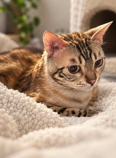 Photo 2 of KITTY LEO