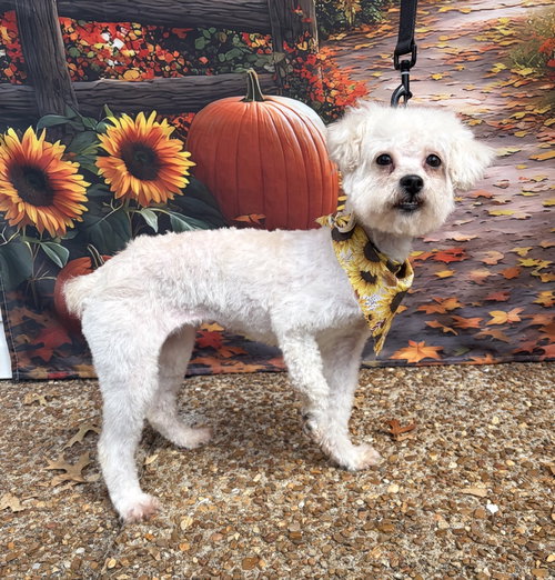 SWEET SERENITY, a dog for adoption from Critter Companion Rescue