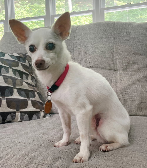 PACINO PEPE-ONLY 5 LBS!, a dog for adoption from Critter Companion Rescue