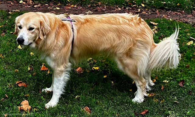 Odin - Great Pyrenees