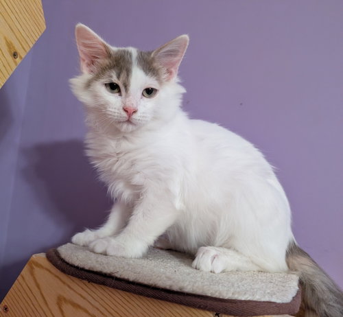 KITTEN ALPHONSE, a cat for adoption from Critter Companion Rescue