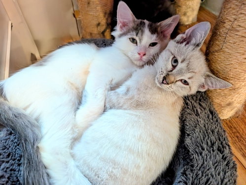 Photo 4 of KITTEN ALPHONSE
