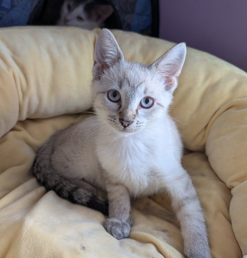 Photo 2 of KITTEN EDWARD