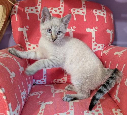 KITTEN EDWARD, a cat for adoption from Critter Companion Rescue