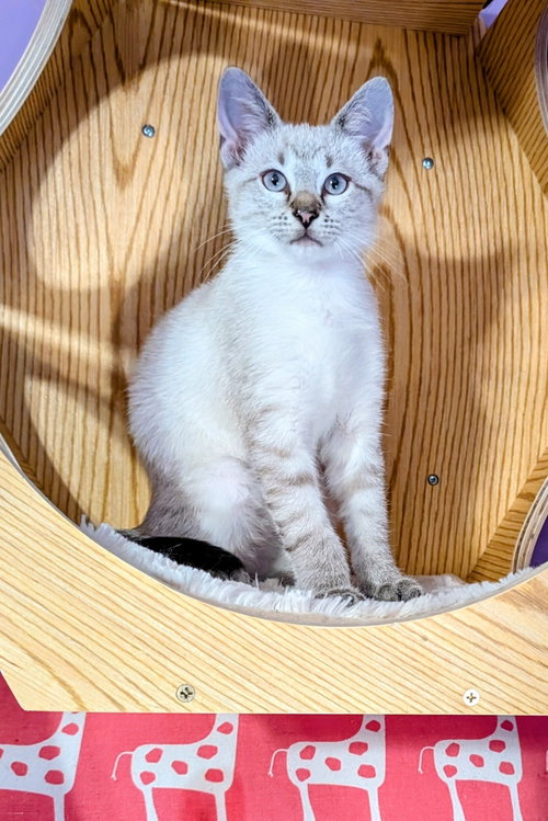 Photo 4 of KITTEN EDWARD