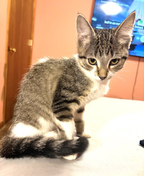 KITTEN BEAUTIFUL BONNIE, a cat for adoption from Critter Companion Rescue