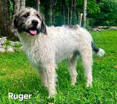RUGER, a dog for adoption from Critter Companion Rescue