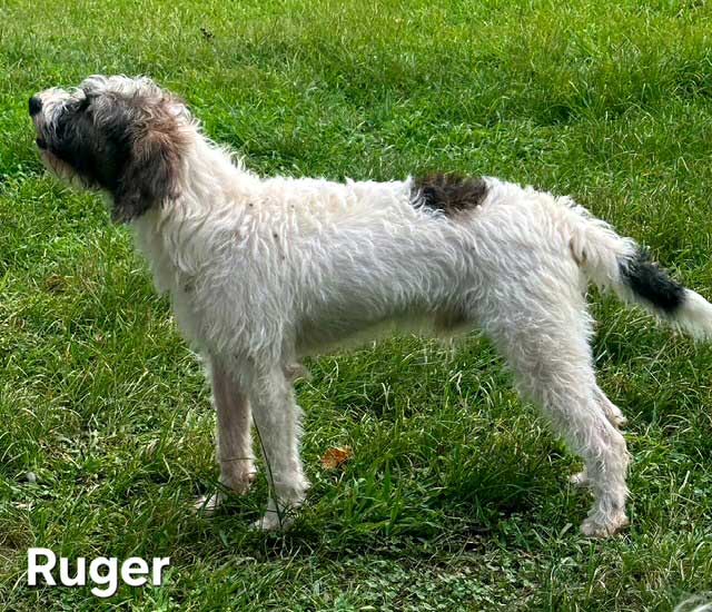 Ruger image 4