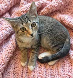 Kitten Susanna