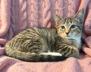 Photo 2 of KITTEN SUSANNA