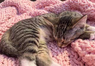 Kitten Susanna image 3
