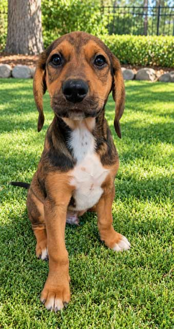 Puppy Connor, Hound