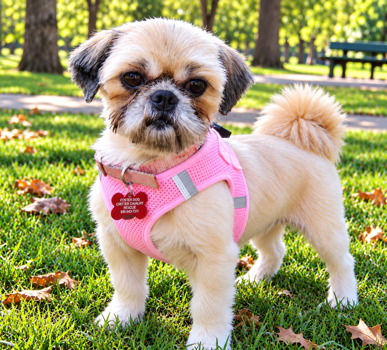 Marvelous Molly, Shih Tzu