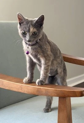 Kitten Lovely Lacy
