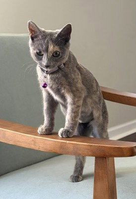 Photo 2 of KITTEN LOVELY LACY