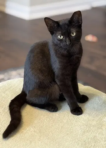 Kitten Delightful Dee - Domestic Short Hair