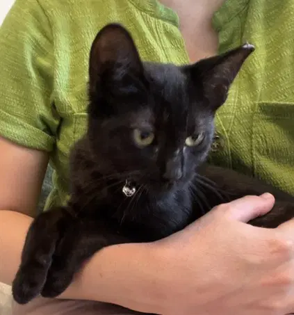 Kitten Delightful Dee image 2