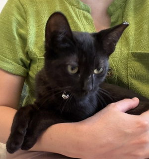 Kitten Delightful Dee, photo 2