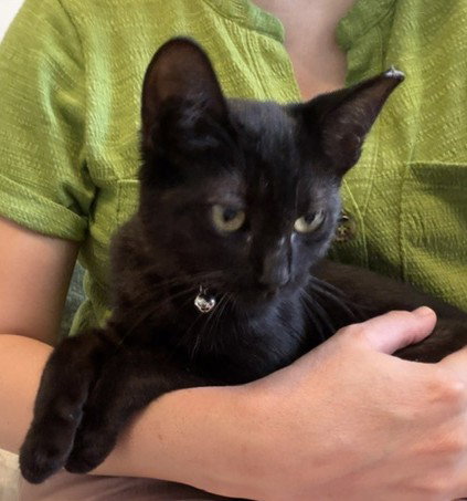 Photo 2 of KITTEN DELIGHTFUL DEE