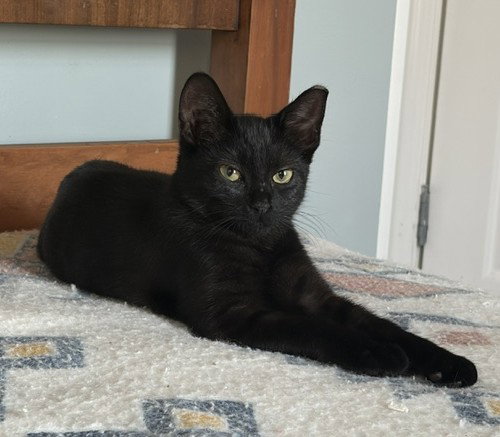 Photo 3 of KITTEN DELIGHTFUL DEE
