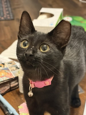 Kitten Delightful Dee, photo 4