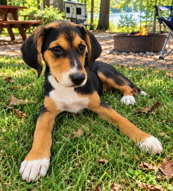 Puppy Winnie image 2