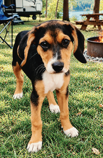 Photo 3 of PUPPY WINNIE