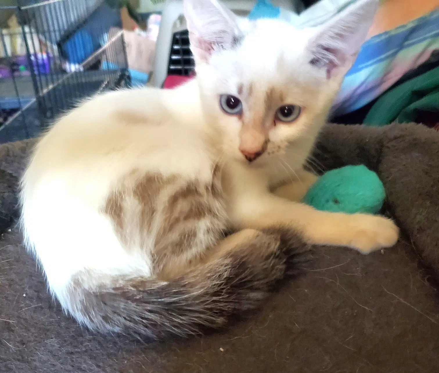 Kitten Blue Eyed Kit Kat image 2