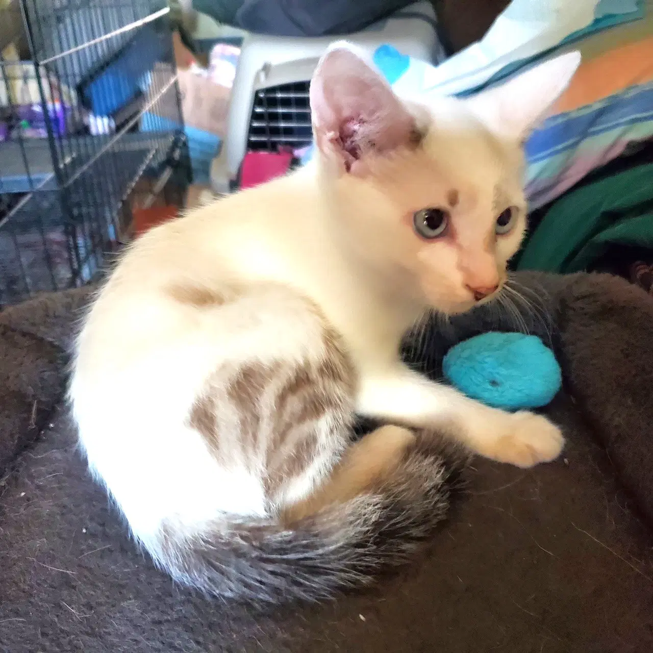 Kitten Blue Eyed Kit Kat image 3