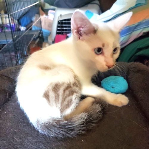 Photo 3 of KITTEN BLUE EYED KIT KAT